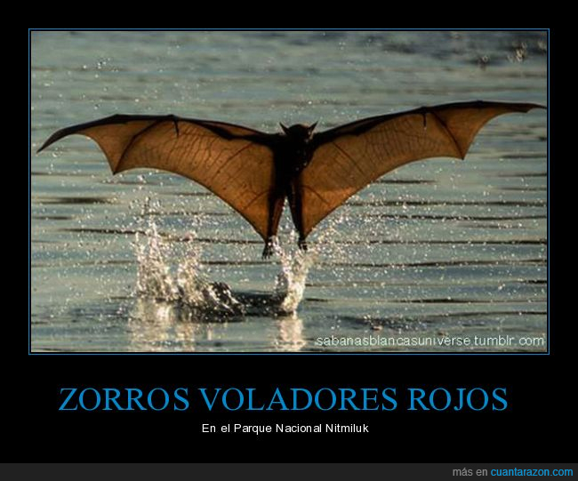 zorro volador,pesca